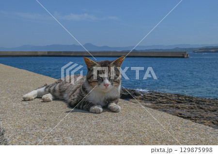 漁港の島猫たち 129875998