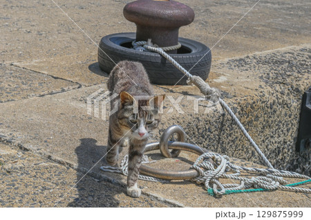 漁港の島猫たち 129875999