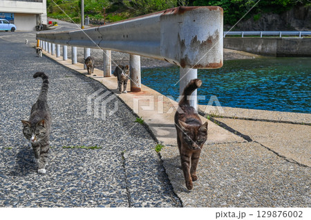 漁港の島猫たち 漁港の島猫たち 129876002