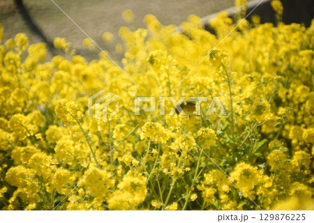 春の訪れを告げる菜の花 春の訪れを告げる菜の花 129876225