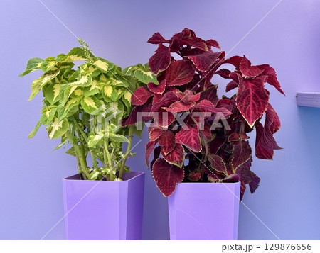 A coleus plant in a pot on a monochrome background. High quality photo A coleus plant in a pot on a monochrome background. High quality photo 129876656