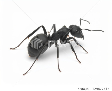 Black ant close view over white background, no shadow 129877417