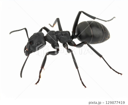 Black ant close view over white background, no shadow 129877419