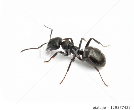 Black ant close view over white background, no shadow 129877422