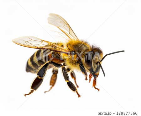 Bee close view over white background, no shadow Bee close view over white background, no shadow 129877566