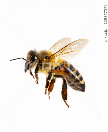 Bee close view over white background, no shadow 129877579