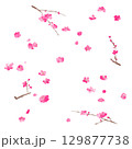 水彩で描いた梅の花のイラストセット 129877738