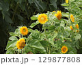 ヒマワリ畑のヒマワリの黄色い花 129877808