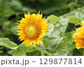 ヒマワリ畑のヒマワリの黄色い花 129877814