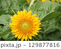 ヒマワリ畑のヒマワリの黄色い花 129877816
