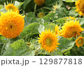 ヒマワリ畑のヒマワリの黄色い花 129877818