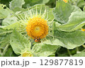 ヒマワリ畑のヒマワリの黄色い花 129877819