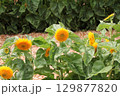 ヒマワリ畑のヒマワリの黄色い花 129877820