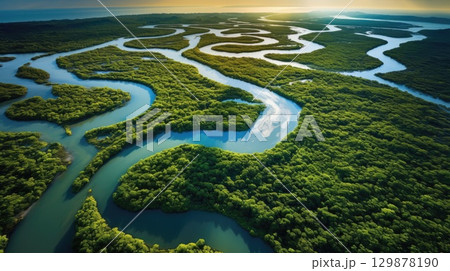 tropical mangrove forest high angle view 129878190