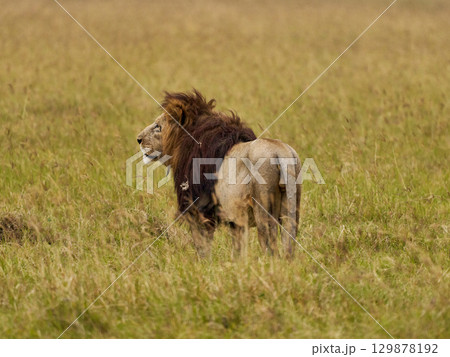 たてがみ揺れるライオンの背中（ンゴロンゴロ） 129878192