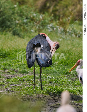 羽づくろいをするハゲコウ 羽づくろいをするハゲコウ 129878200