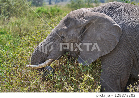野生のアフリカゾウ、茂みで草を食べる 129878202