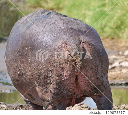 カバの背中と尾部のクローズアップ カバの背中と尾部のクローズアップ 129878217
