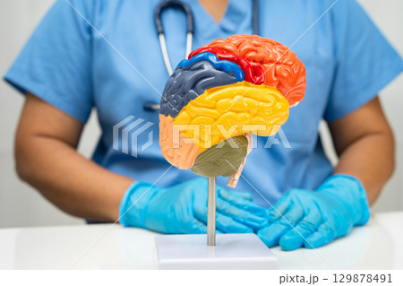 Asian doctor holding brain anatomy model for study diagnosis and treatment in hospital. Asian doctor holding brain anatomy model for study diagnosis and treatment in hospital. 129878491