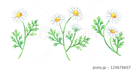 除虫菊の水彩画 129878607