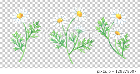 除虫菊の水彩画 129878607