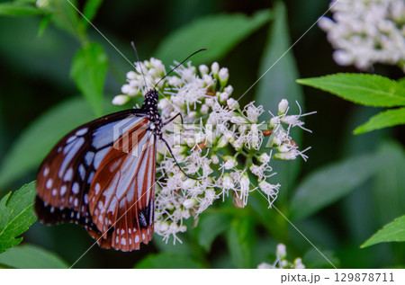 旅する蝶々　アサギマダラ 129878711
