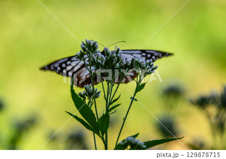 旅する蝶々　アサギマダラ 129878715