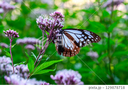 旅する蝶々 アサギマダラ 旅する蝶々 アサギマダラ 129878718