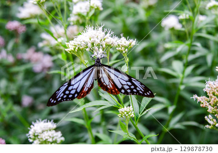 旅する蝶々　アサギマダラ 129878730