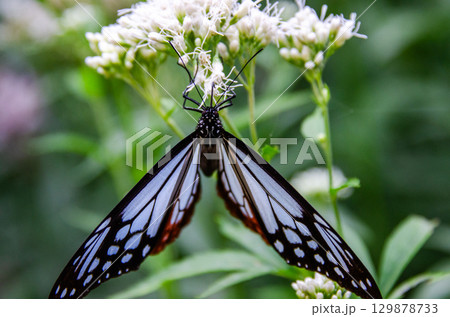 旅する蝶々　アサギマダラ 129878733