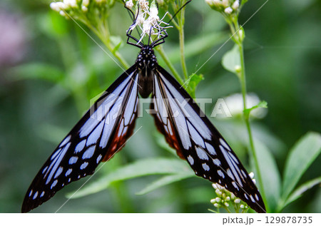 旅する蝶々　アサギマダラ 129878735