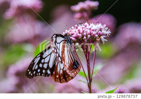 旅する蝶々　アサギマダラ 129878737