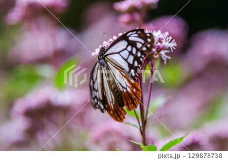 旅する蝶々　アサギマダラ 129878738