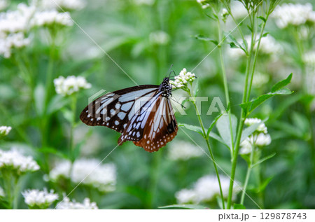 旅する蝶々　アサギマダラ 129878743