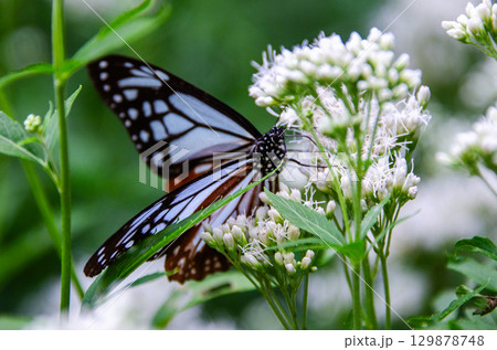 旅する蝶々　アサギマダラ 129878748