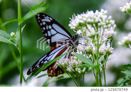 旅する蝶々　アサギマダラ 129878749