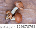Fresh Suillus Mushrooms on Wooden Stump, Autumn Forest Harvest 129878763