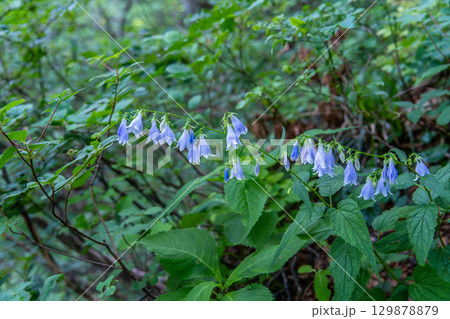 大山ユートピアコースの花々　登山道脇に咲くソバナの花3　鳥取県西伯郡大山町 129878879