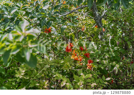大山ユートピアコースの花々　夏に咲くヤマツツジ　鳥取県西伯郡大山町 129878880