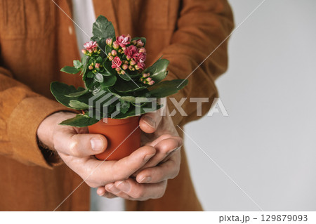 male hands hold red flower in flower pot. close-up flower. take care nature. male hands hold red flower in flower pot. close-up flower. take care nature. 129879093