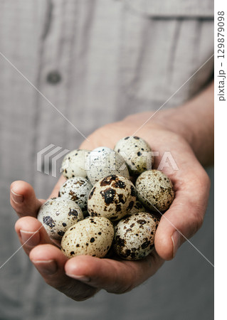 collecting fresh quail eggs from farm during morning light in rustic setting. closeup. 129879098