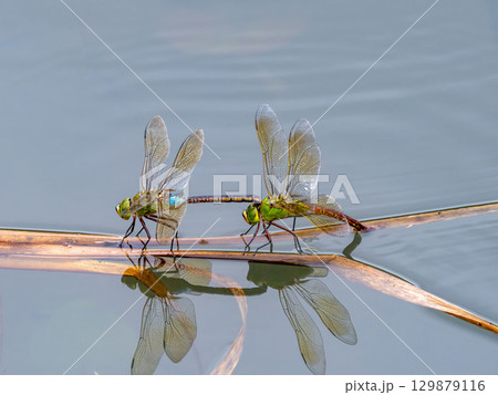 池で産卵するギンヤンマ 池で産卵するギンヤンマ 129879116