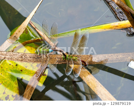 池で産卵するギンヤンマ 129879119