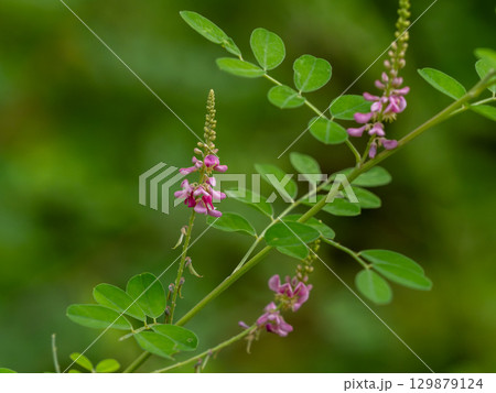 コマツナギの花 コマツナギの花 129879124