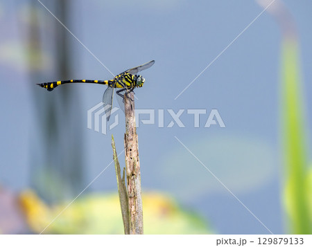 スイレンの池にいるタイワンウチワヤンマ 129879133