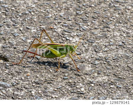 地面にいるメスのキリギリス 地面にいるメスのキリギリス 129879141