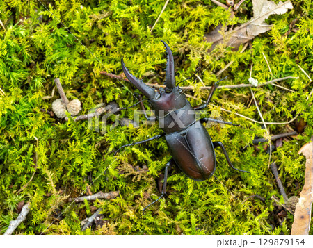 クヌギの木の下にいたノコギリクワガタ 129879154