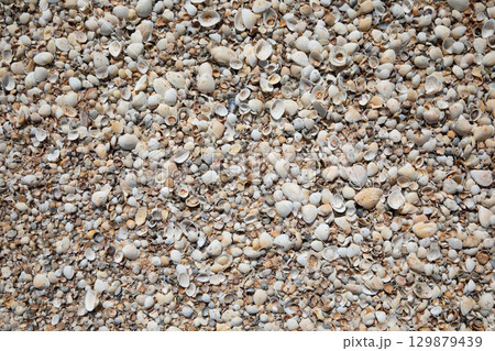 a lot of seashell on the sand as background 129879439