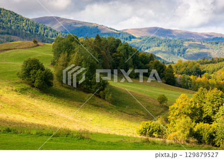 scenery with trees on the hill in dappled light. mountainous countryside of ukraine in september. stunning borzhava ridge in the distance under cloudy sky scenery with trees on the hill in dappled light. mountainous countryside of ukraine in september. stunning borzhava ridge in the distance under cloudy sky 129879527