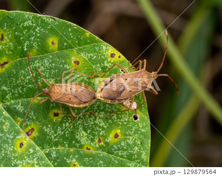 葉の上にいる連結したホシハラビロヘリカメムシ 129879564